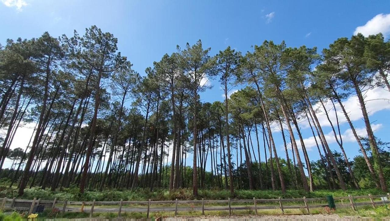 Maison Gemme A Landes Léon エクステリア 写真
